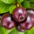 Jabuticaba – zdrowotne właściwości i zastosowanie w diecie